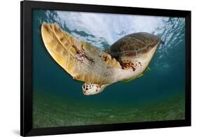 Green Turtle (Chelonia Mydas) Wide Angle View of Fin, Akumal, Caribbean Sea, Mexico, January-Claudio Contreras-Framed Photographic Print