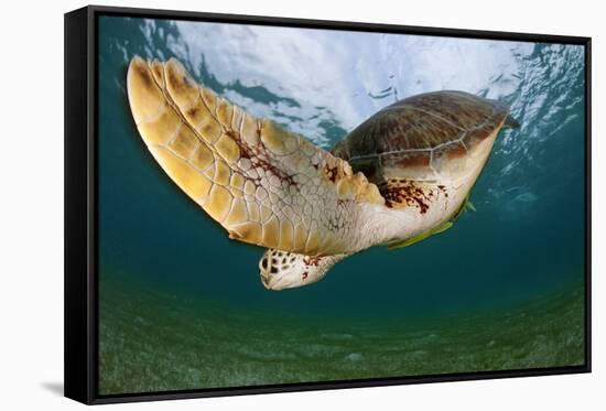 Green Turtle (Chelonia Mydas) Wide Angle View of Fin, Akumal, Caribbean Sea, Mexico, January-Claudio Contreras-Framed Stretched Canvas
