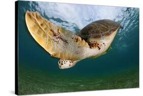 Green Turtle (Chelonia Mydas) Wide Angle View of Fin, Akumal, Caribbean Sea, Mexico, January-Claudio Contreras-Stretched Canvas