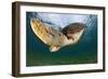 Green Turtle (Chelonia Mydas) Wide Angle View of Fin, Akumal, Caribbean Sea, Mexico, January-Claudio Contreras-Framed Photographic Print