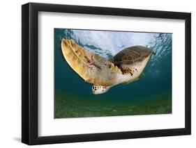 Green Turtle (Chelonia Mydas) Wide Angle View of Fin, Akumal, Caribbean Sea, Mexico, January-Claudio Contreras-Framed Photographic Print