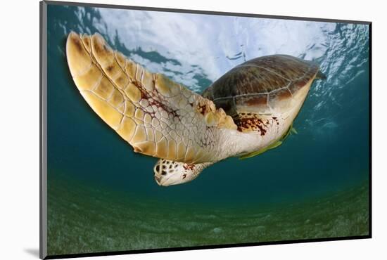 Green Turtle (Chelonia Mydas) Wide Angle View of Fin, Akumal, Caribbean Sea, Mexico, January-Claudio Contreras-Mounted Photographic Print