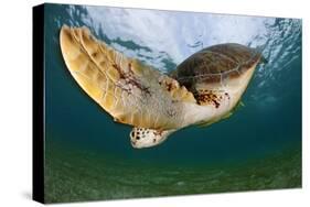 Green Turtle (Chelonia Mydas) Wide Angle View of Fin, Akumal, Caribbean Sea, Mexico, January-Claudio Contreras-Stretched Canvas