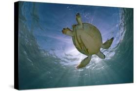 Green Turtle (Chelonia Mydas) with Rays of Sunlight, Akumal, Caribbean Sea, Mexico, January-Claudio Contreras-Stretched Canvas