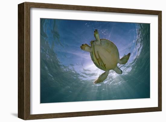 Green Turtle (Chelonia Mydas) with Rays of Sunlight, Akumal, Caribbean Sea, Mexico, January-Claudio Contreras-Framed Photographic Print