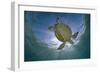 Green Turtle (Chelonia Mydas) with Rays of Sunlight, Akumal, Caribbean Sea, Mexico, January-Claudio Contreras-Framed Photographic Print