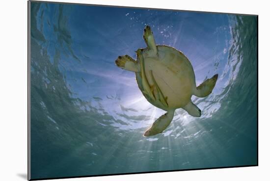 Green Turtle (Chelonia Mydas) with Rays of Sunlight, Akumal, Caribbean Sea, Mexico, January-Claudio Contreras-Mounted Photographic Print