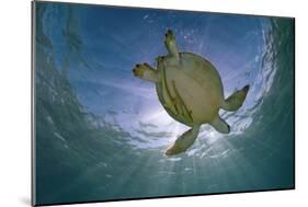 Green Turtle (Chelonia Mydas) with Rays of Sunlight, Akumal, Caribbean Sea, Mexico, January-Claudio Contreras-Mounted Photographic Print