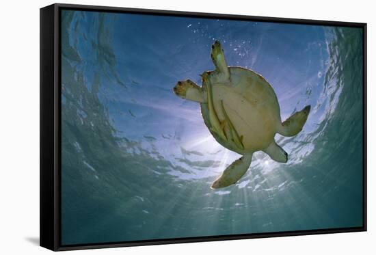 Green Turtle (Chelonia Mydas) with Rays of Sunlight, Akumal, Caribbean Sea, Mexico, January-Claudio Contreras-Framed Stretched Canvas