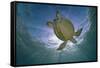 Green Turtle (Chelonia Mydas) with Rays of Sunlight, Akumal, Caribbean Sea, Mexico, January-Claudio Contreras-Framed Stretched Canvas