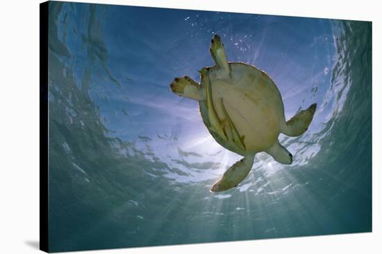 Green Turtle (Chelonia Mydas) with Rays of Sunlight, Akumal, Caribbean Sea, Mexico, January-Claudio Contreras-Stretched Canvas