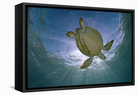 Green Turtle (Chelonia Mydas) with Rays of Sunlight, Akumal, Caribbean Sea, Mexico, January-Claudio Contreras-Framed Stretched Canvas