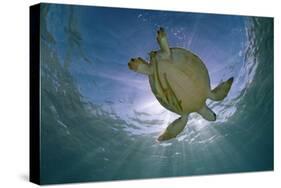 Green Turtle (Chelonia Mydas) with Rays of Sunlight, Akumal, Caribbean Sea, Mexico, January-Claudio Contreras-Stretched Canvas