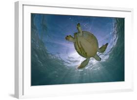 Green Turtle (Chelonia Mydas) with Rays of Sunlight, Akumal, Caribbean Sea, Mexico, January-Claudio Contreras-Framed Photographic Print