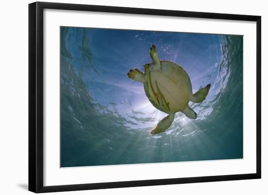 Green Turtle (Chelonia Mydas) with Rays of Sunlight, Akumal, Caribbean Sea, Mexico, January-Claudio Contreras-Framed Photographic Print