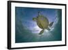 Green Turtle (Chelonia Mydas) with Rays of Sunlight, Akumal, Caribbean Sea, Mexico, January-Claudio Contreras-Framed Photographic Print