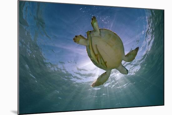 Green Turtle (Chelonia Mydas) with Rays of Sunlight, Akumal, Caribbean Sea, Mexico, January-Claudio Contreras-Mounted Photographic Print