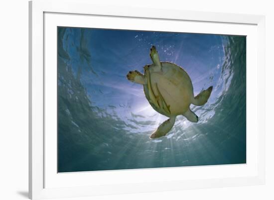 Green Turtle (Chelonia Mydas) with Rays of Sunlight, Akumal, Caribbean Sea, Mexico, January-Claudio Contreras-Framed Photographic Print