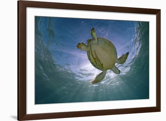 Green Turtle (Chelonia Mydas) with Rays of Sunlight, Akumal, Caribbean Sea, Mexico, January-Claudio Contreras-Framed Photographic Print