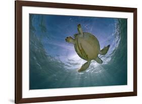 Green Turtle (Chelonia Mydas) with Rays of Sunlight, Akumal, Caribbean Sea, Mexico, January-Claudio Contreras-Framed Photographic Print