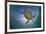 Green Turtle (Chelonia Mydas) with Rays of Sunlight, Akumal, Caribbean Sea, Mexico, January-Claudio Contreras-Framed Photographic Print