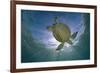 Green Turtle (Chelonia Mydas) with Rays of Sunlight, Akumal, Caribbean Sea, Mexico, January-Claudio Contreras-Framed Photographic Print