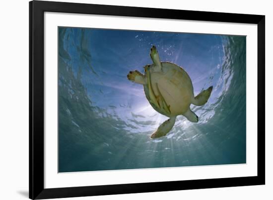 Green Turtle (Chelonia Mydas) with Rays of Sunlight, Akumal, Caribbean Sea, Mexico, January-Claudio Contreras-Framed Photographic Print