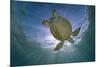 Green Turtle (Chelonia Mydas) with Rays of Sunlight, Akumal, Caribbean Sea, Mexico, January-Claudio Contreras-Mounted Photographic Print