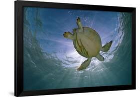 Green Turtle (Chelonia Mydas) with Rays of Sunlight, Akumal, Caribbean Sea, Mexico, January-Claudio Contreras-Framed Photographic Print