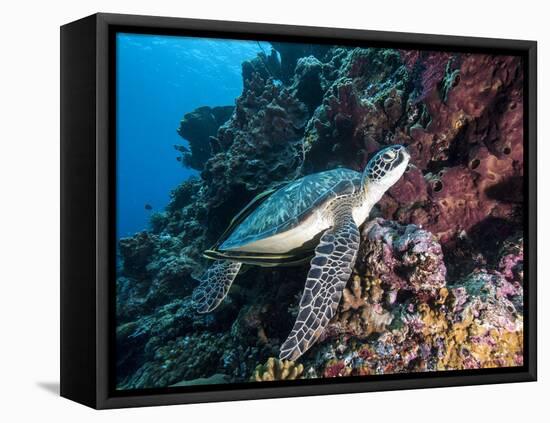 Green Turtle (Chelonia Mydas) with Remoras Rachyucentron Canadum), Sulawesi, Indonesia-Lisa Collins-Framed Stretched Canvas