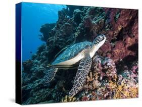 Green Turtle (Chelonia Mydas) with Remoras Rachyucentron Canadum), Sulawesi, Indonesia-Lisa Collins-Stretched Canvas