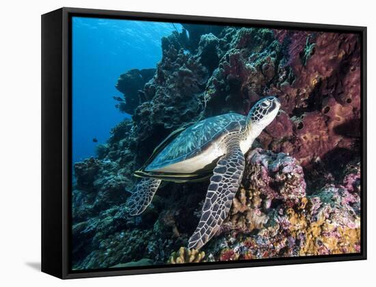 Green Turtle (Chelonia Mydas) with Remoras Rachyucentron Canadum), Sulawesi, Indonesia-Lisa Collins-Framed Stretched Canvas