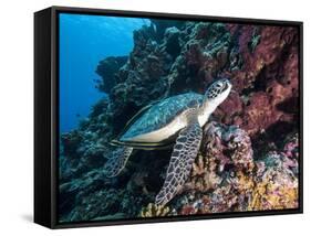 Green Turtle (Chelonia Mydas) with Remoras Rachyucentron Canadum), Sulawesi, Indonesia-Lisa Collins-Framed Stretched Canvas