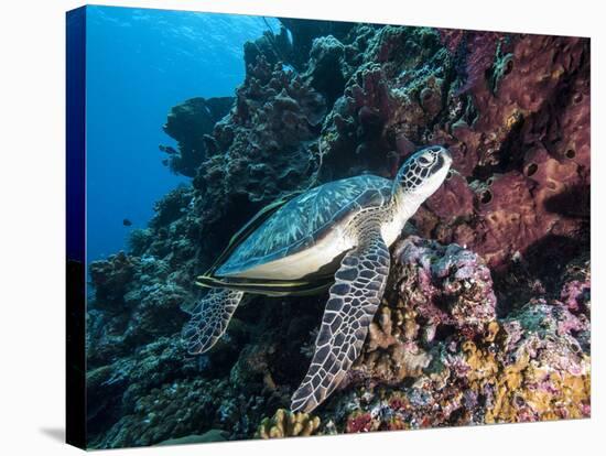 Green Turtle (Chelonia Mydas) with Remoras Rachyucentron Canadum), Sulawesi, Indonesia-Lisa Collins-Stretched Canvas
