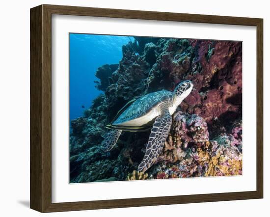 Green Turtle (Chelonia Mydas) with Remoras Rachyucentron Canadum), Sulawesi, Indonesia-Lisa Collins-Framed Photographic Print