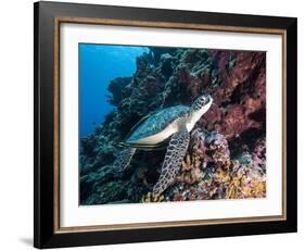 Green Turtle (Chelonia Mydas) with Remoras Rachyucentron Canadum), Sulawesi, Indonesia-Lisa Collins-Framed Photographic Print