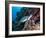 Green Turtle (Chelonia Mydas) with Remoras Rachyucentron Canadum), Sulawesi, Indonesia-Lisa Collins-Framed Photographic Print