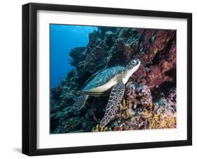 Green Turtle (Chelonia Mydas) with Remoras Rachyucentron Canadum), Sulawesi, Indonesia-Lisa Collins-Framed Photographic Print