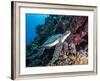 Green Turtle (Chelonia Mydas) with Remoras Rachyucentron Canadum), Sulawesi, Indonesia-Lisa Collins-Framed Photographic Print