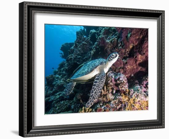 Green Turtle (Chelonia Mydas) with Remoras Rachyucentron Canadum), Sulawesi, Indonesia-Lisa Collins-Framed Photographic Print