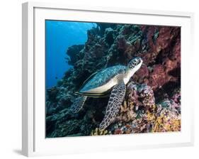 Green Turtle (Chelonia Mydas) with Remoras Rachyucentron Canadum), Sulawesi, Indonesia-Lisa Collins-Framed Photographic Print