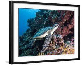 Green Turtle (Chelonia Mydas) with Remoras Rachyucentron Canadum), Sulawesi, Indonesia-Lisa Collins-Framed Photographic Print