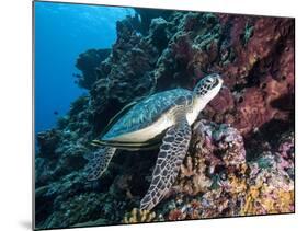 Green Turtle (Chelonia Mydas) with Remoras Rachyucentron Canadum), Sulawesi, Indonesia-Lisa Collins-Mounted Photographic Print