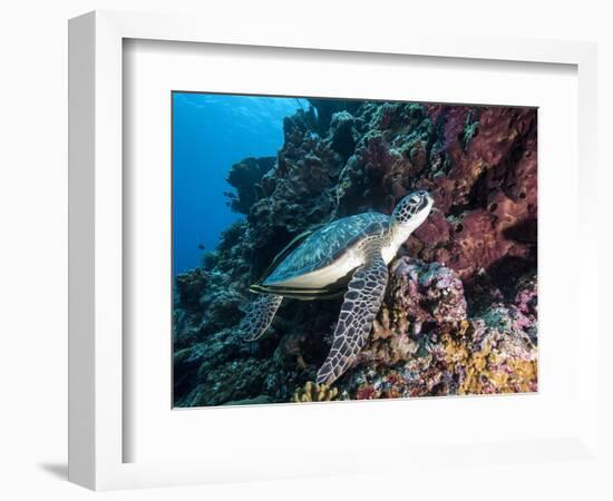 Green Turtle (Chelonia Mydas) with Remoras Rachyucentron Canadum), Sulawesi, Indonesia-Lisa Collins-Framed Photographic Print