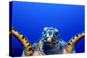 Green Turtle (Chelonia Mydas)-Stephen Frink-Stretched Canvas