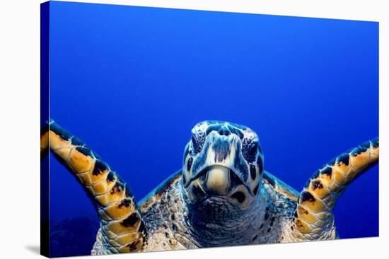 Green Turtle (Chelonia Mydas)-Stephen Frink-Stretched Canvas