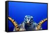 Green Turtle (Chelonia Mydas)-Stephen Frink-Framed Stretched Canvas