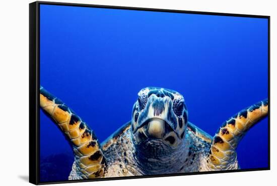 Green Turtle (Chelonia Mydas)-Stephen Frink-Framed Stretched Canvas