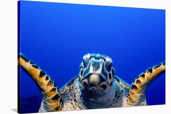 Green Turtle (Chelonia Mydas)-Stephen Frink-Stretched Canvas