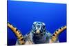 Green Turtle (Chelonia Mydas)-Stephen Frink-Stretched Canvas